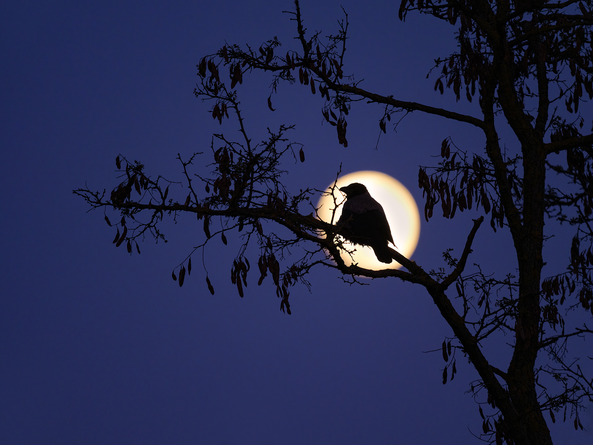 Nebelkrähe vorm Vollmond